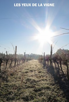 Les yeux de la vigne